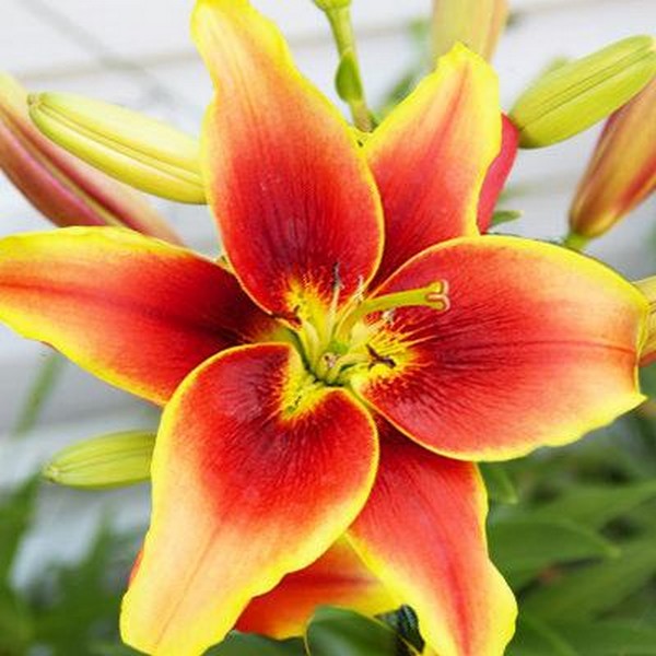  Лилия АОА гибрид Avalon Sunset (Авалон Сансет)