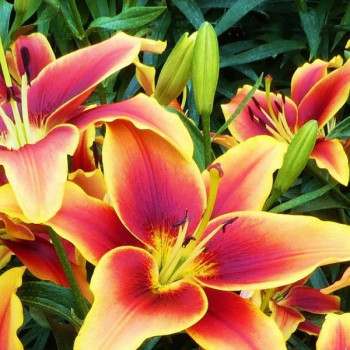  Лилия АОА гибрид Avalon Sunset (Авалон Сансет)