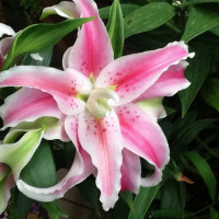  Лилия махровая восточная Distant Drum (Дистант Драм)