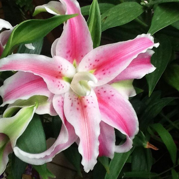  Лилия махровая восточная Distant Drum (Дистант Драм)