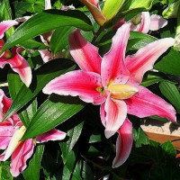  Лилия махровая восточная Distant Drum (Дистант Драм)