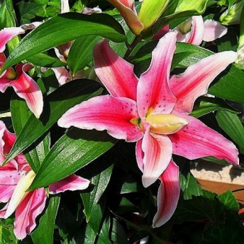  Лилия махровая восточная Distant Drum (Дистант Драм)