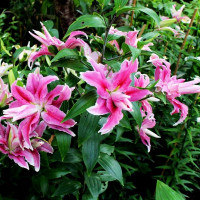  Лилия махровая восточная Distant Drum (Дистант Драм)