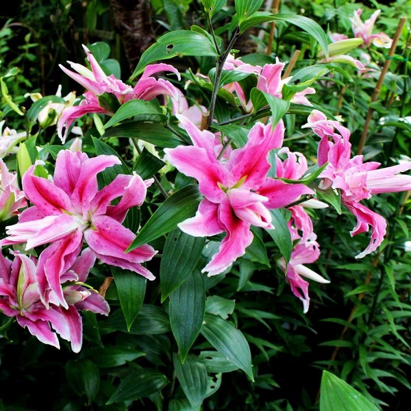  Лилия махровая восточная Distant Drum (Дистант Драм)