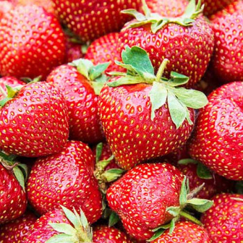 Клубника (крупноплодная) Фейт 5 шт. в упаковке