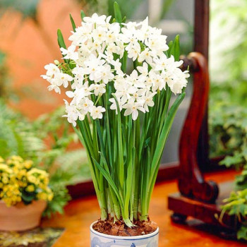 Нарцисс Зива (в упаковке - 3шт.)