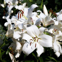  Лилия ОТ гибрид Zambesi (Замбези)