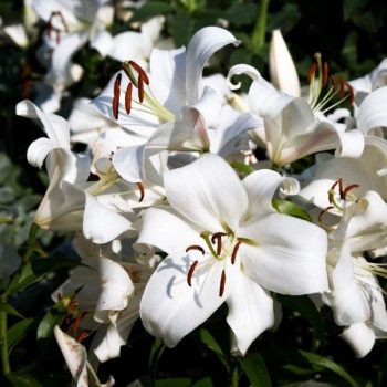  Лилия ОТ гибрид Zambesi (Замбези)