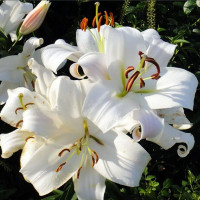  Лилия ОТ гибрид Zambesi (Замбези)