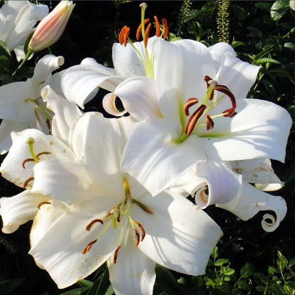  Лилия ОТ гибрид Zambesi (Замбези)