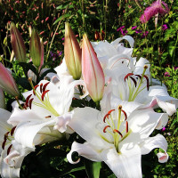  Лилия ОТ гибрид Zambesi (Замбези)