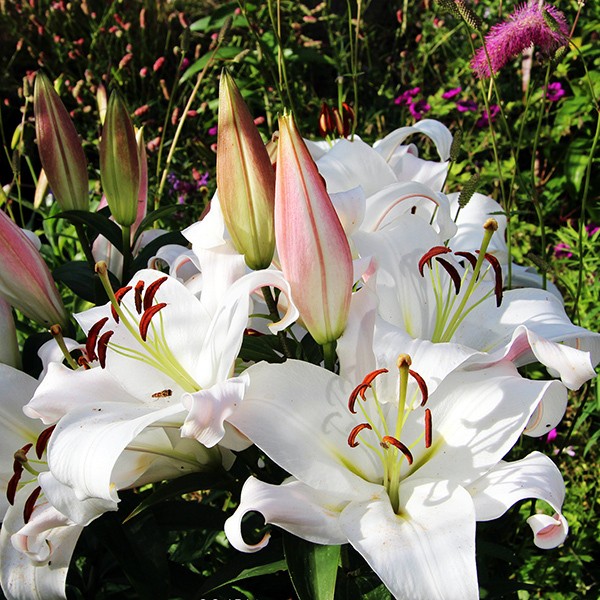  Лилия ОТ гибрид Zambesi (Замбези)