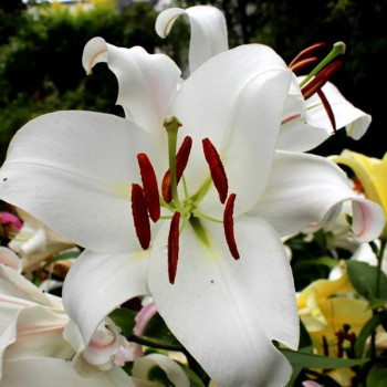  Лилия ОТ гибрид Zambesi (Замбези)