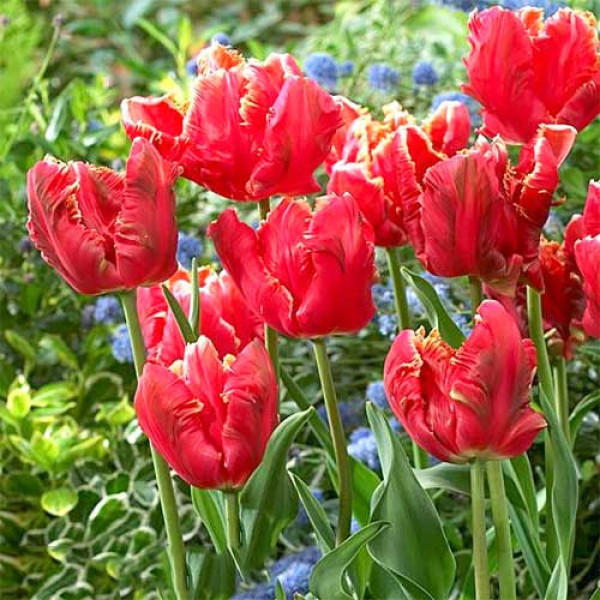 Тюльпан попугайный Лаки Пэррот (в упаковке - 3шт.)