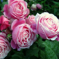 Саженцы Роза парковая Дитер Мюллер