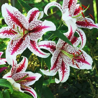  Лилия восточная Tigerwoods (Тайгервудс)