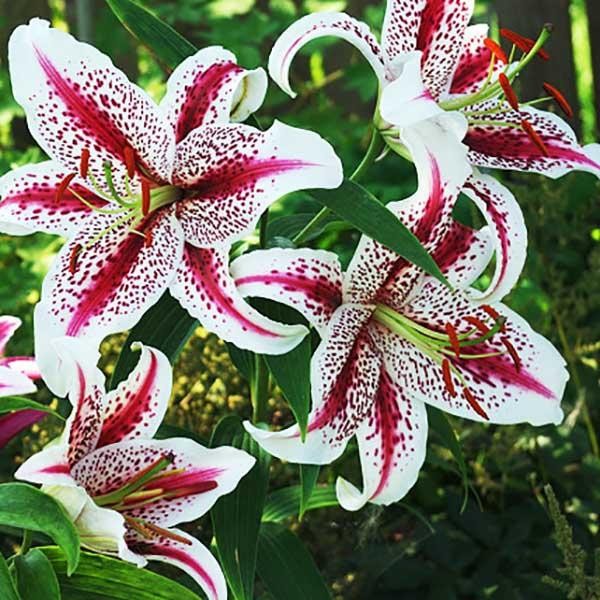  Лилия восточная Tigerwoods (Тайгервудс)