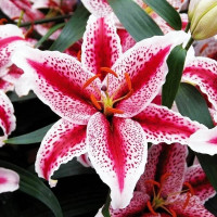  Лилия восточная Tigerwoods (Тайгервудс)