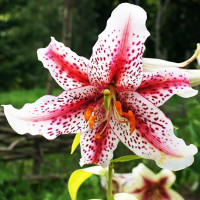  Лилия восточная Tigerwoods (Тайгервудс)