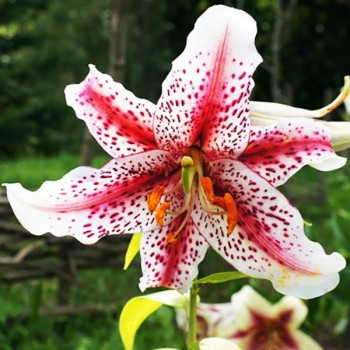  Лилия восточная Tigerwoods (Тайгервудс)