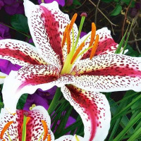  Лилия восточная Tigerwoods (Тайгервудс)