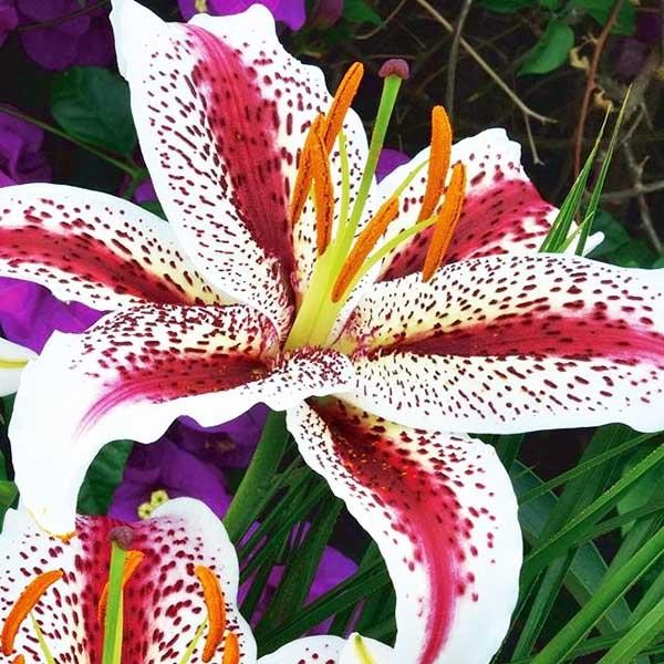  Лилия восточная Tigerwoods (Тайгервудс)