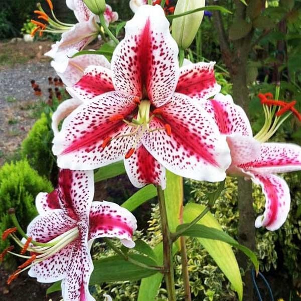  Лилия восточная Tigerwoods (Тайгервудс)