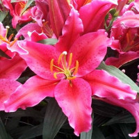  Лилия восточная Amazing Grace (Эмейзинг Грейс)