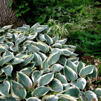 Саженцы Хоста гибридная El Nino (Эль Нино) М