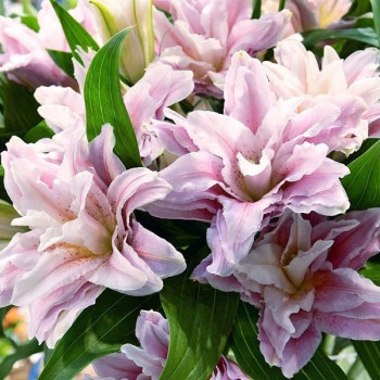  Лилия махровая восточная Sarah Bernhardt (Сара Бернар)