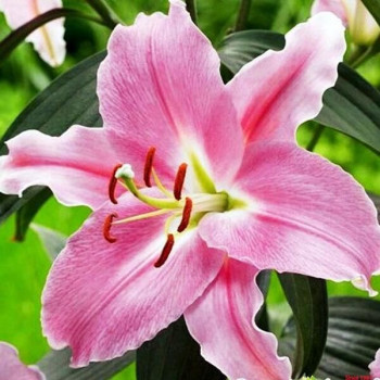  Лилия восточная Euscadi (Эускади)