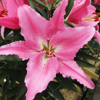  Лилия восточная Euscadi (Эускади)