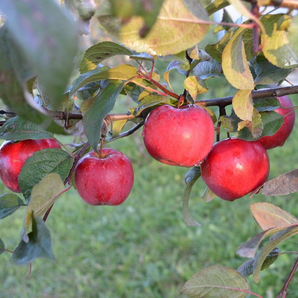 Саженцы Яблоня Карамельная