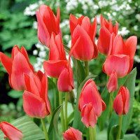 Тюльпан многоцветковый Мери Го Раунд (в упаковке - 3шт.)