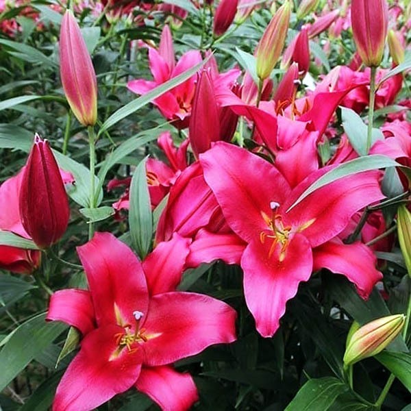  Лилия ОТ гибрид Morosini (Морозини)