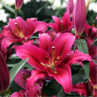  Лилия ОТ гибрид Morosini (Морозини)