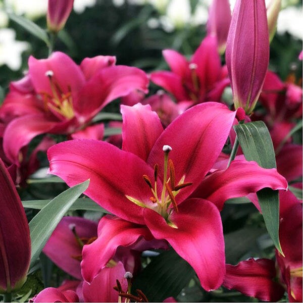  Лилия ОТ гибрид Morosini (Морозини)