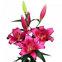  Лилия ОТ гибрид Morosini (Морозини)