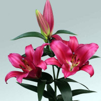  Лилия ОТ гибрид Morosini (Морозини)