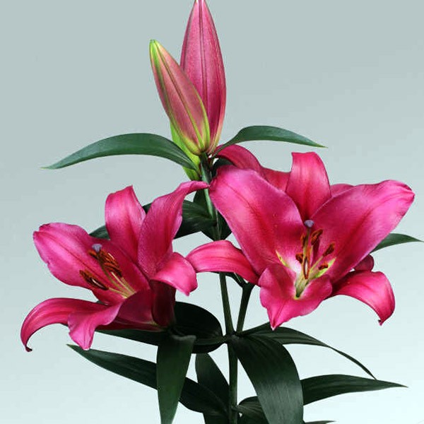  Лилия ОТ гибрид Morosini (Морозини)