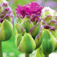 Тюльпан махровый Перпл Тауэр (в упаковке - 3шт.)