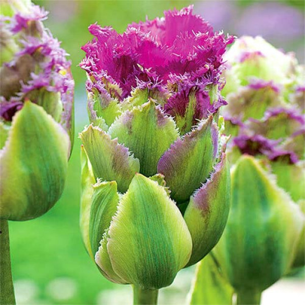 Тюльпан махровый Перпл Тауэр (в упаковке - 3шт.)