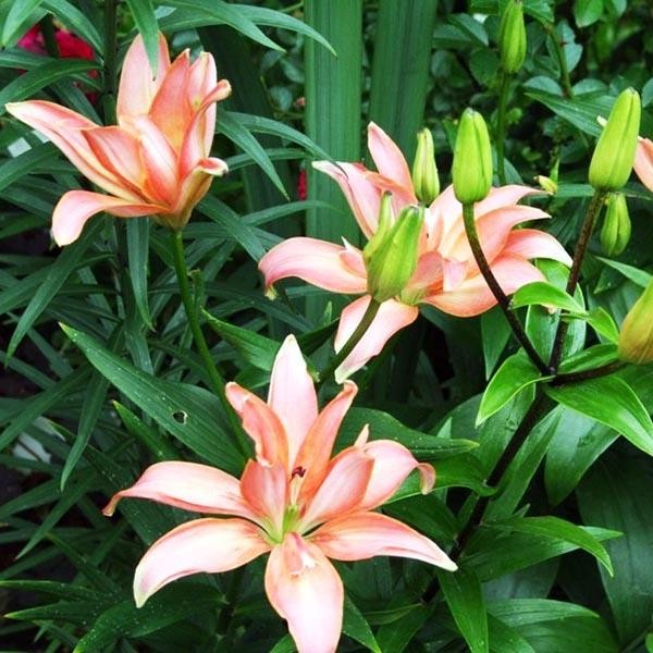  Лилия азиатская Falmarin (Фальмарин)