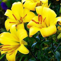  Лилия трубчатая Yellow Planet (Йеллоу Планет)