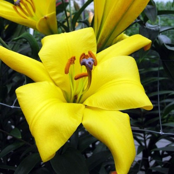  Лилия трубчатая Yellow Planet (Йеллоу Планет)