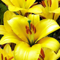  Лилия трубчатая Yellow Planet (Йеллоу Планет)