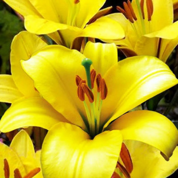  Лилия трубчатая Yellow Planet (Йеллоу Планет)