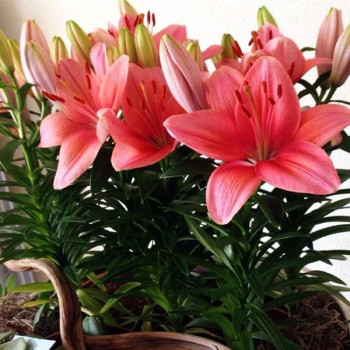  Лилия азиатская Tiny Toons (Тайни Тунс)