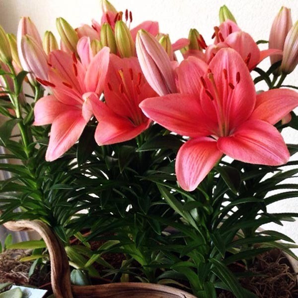  Лилия азиатская Tiny Toons (Тайни Тунс)