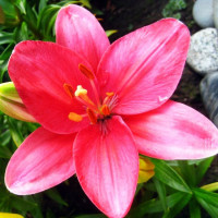  Лилия азиатская Tiny Toons (Тайни Тунс)